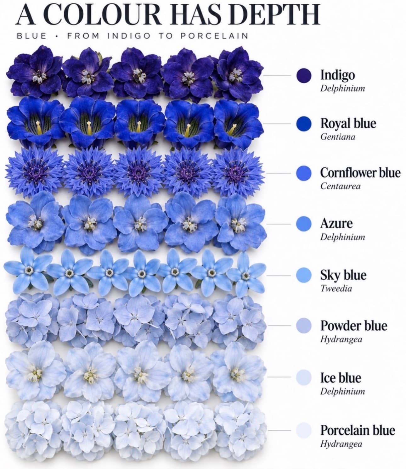 Blue flower color range — Indigo to porcelain — Day Dream Affairs color guide