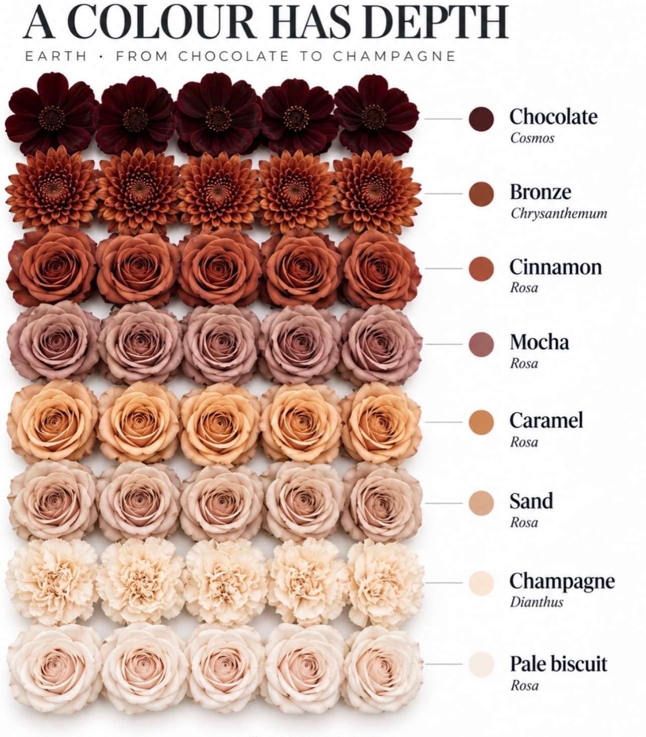 Earth flower color range — Chocolate to champagne — Day Dream Affairs color guide