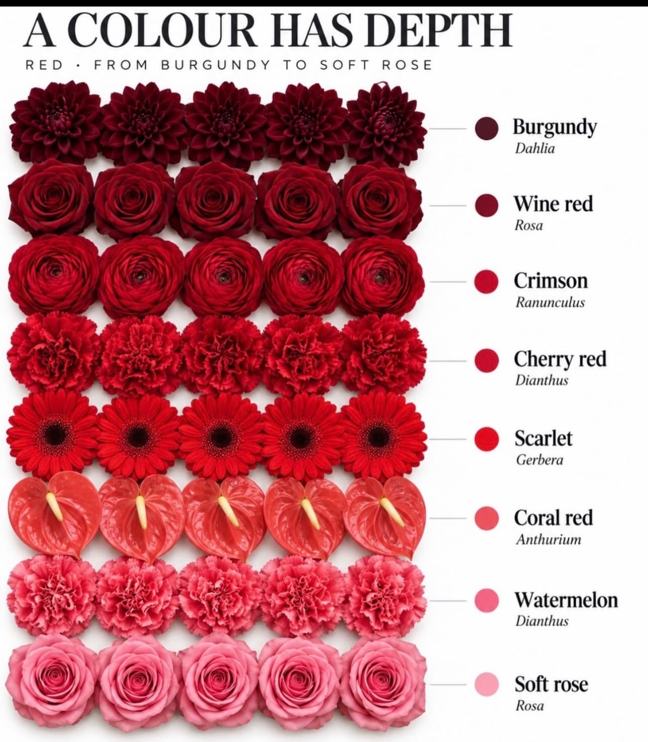 Red flower color range — Burgundy to soft rose — Day Dream Affairs color guide