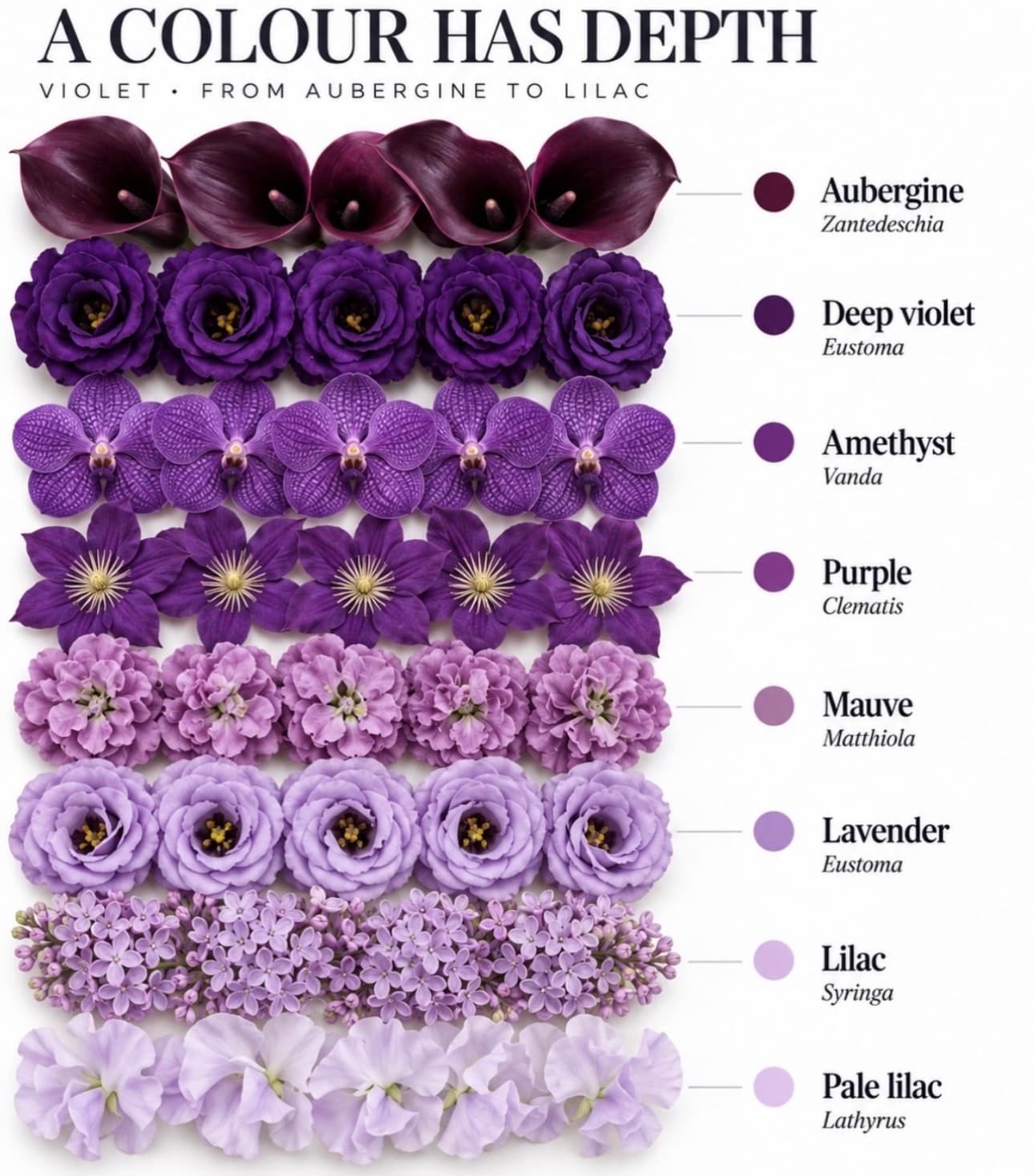 Violet flower color range — Aubergine to lilac — Day Dream Affairs color guide