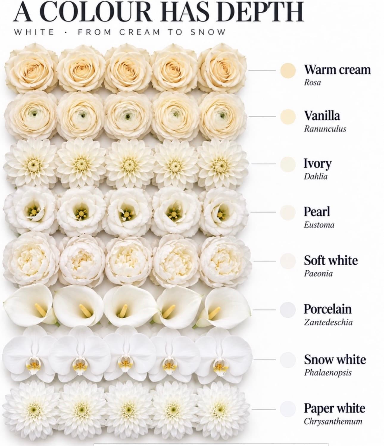 White flower color range — Cream to snow — Day Dream Affairs color guide